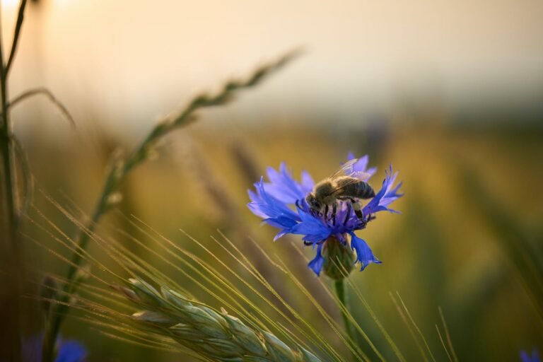 Traditional Chinese Medicine: Ancient Remedies for Modern Ailments